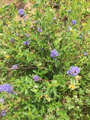 Ceanothus foliosus