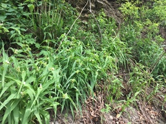 Tradescantia ozarkana