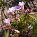 Oxalis polyphylla - Photo (c) carinalochner, algunos derechos reservados (CC BY-NC), uploaded by carinalochner