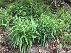 Tradescantia ozarkana