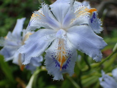 Iris japonica