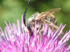 Eucera nipponensis
