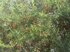 Citharexylum montevidense