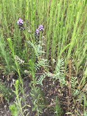 Astragalus didymocarpus