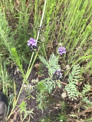 Astragalus didymocarpus