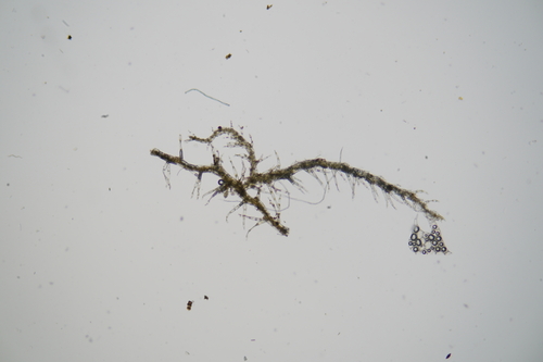 Telaranea diacantha
