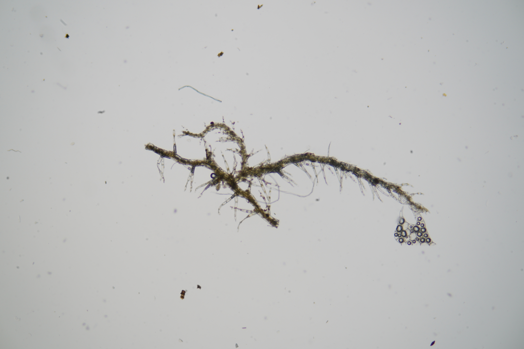Telaranea diacantha