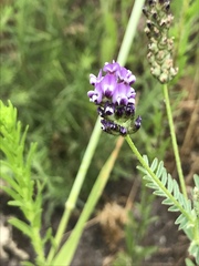 Astragalus didymocarpus