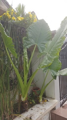 Alocasia macrorrhizos
