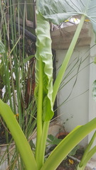 Alocasia macrorrhizos