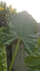 Alocasia macrorrhizos