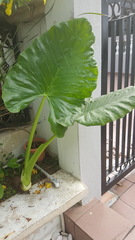 Alocasia macrorrhizos
