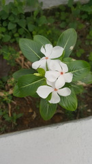 Catharanthus roseus