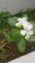 Catharanthus roseus