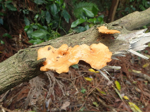 Neofavolus alveolaris