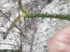 Serruria trilopha