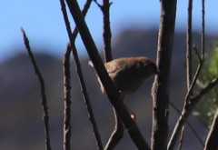Cisticola fulvicapilla fulvicapilla