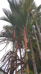 Arecaceae