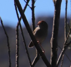 Cisticola fulvicapilla fulvicapilla