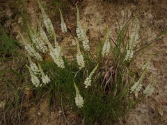 Polygala alba