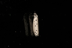 Ethmia heptasema