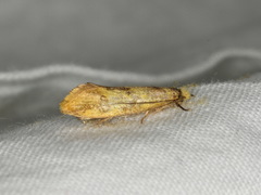 Tinea sulfurata