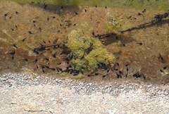 Bufotes viridis balearicus