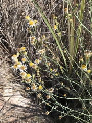 Chloracantha spinosa spinosa