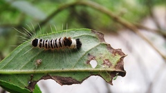 Euproctis kanshireia