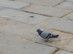 Columba livia domestica