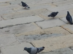 Columba livia domestica