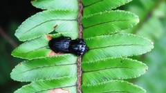 Figulus binodulus