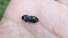 Figulus binodulus