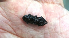 Figulus binodulus