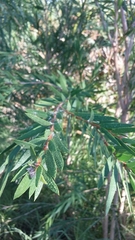 Melaleuca viminalis viminalis