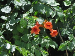 Campsis radicans