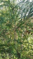 Melaleuca viminalis viminalis