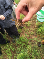 Cambarus bartonii bartonii