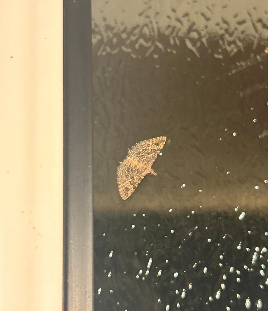 Twentyplume Moth from Eglingham Way, Morpeth, England, GB on April 29