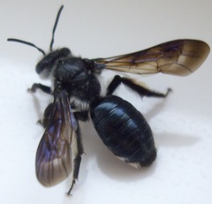 Andrena agilissima