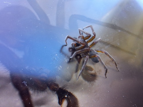 Black Laceweaver photo 5