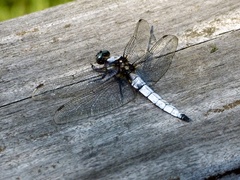 Orthetrum japonicum