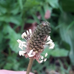 Plantago lanceolata