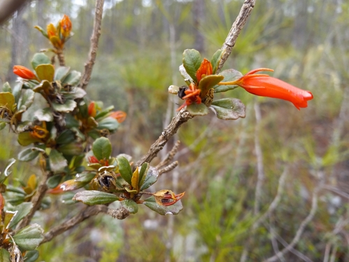 Gesneria pulverulenta
