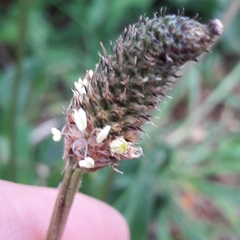 Plantago lanceolata