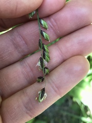 Melica nutans