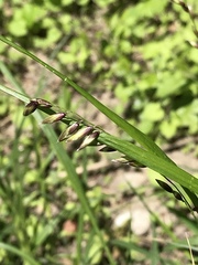 Melica nutans