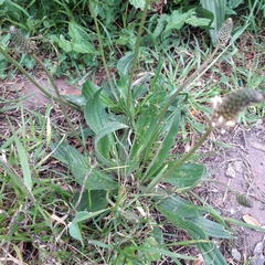 Plantago lanceolata