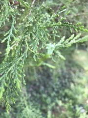 Platycladus orientalis