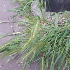 Hordeum murinum